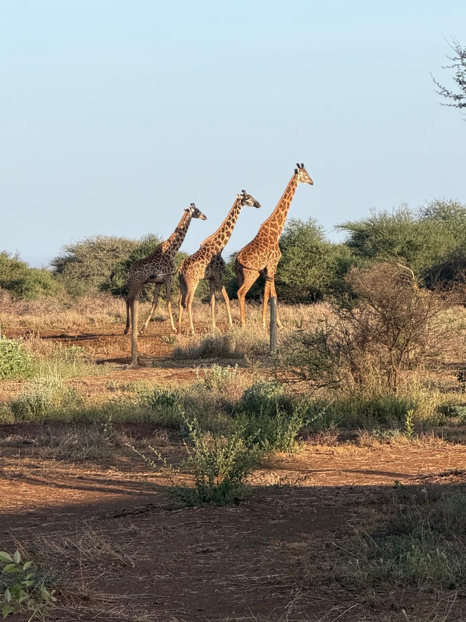 Maasai Mara Safari