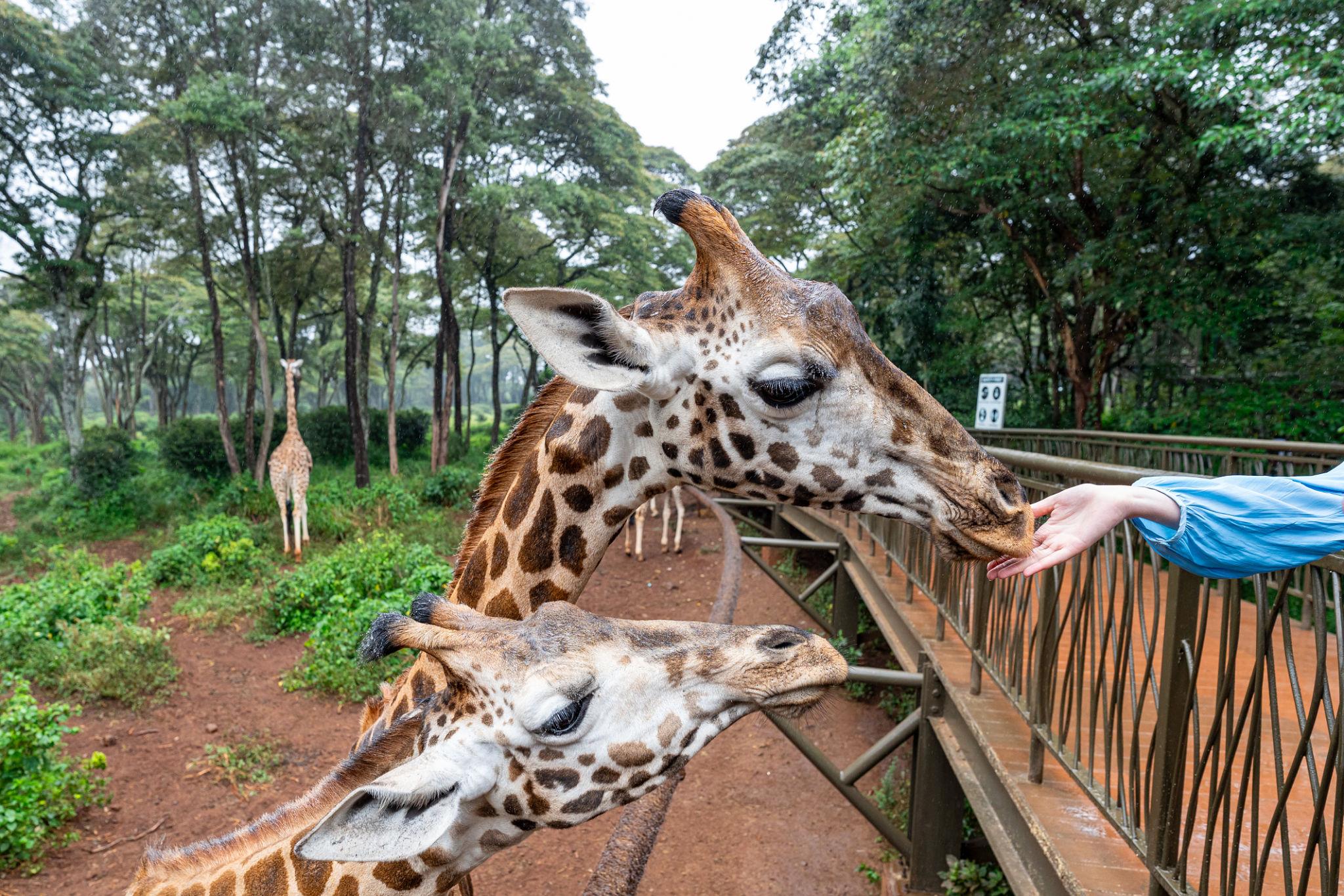 Giraffe Centre